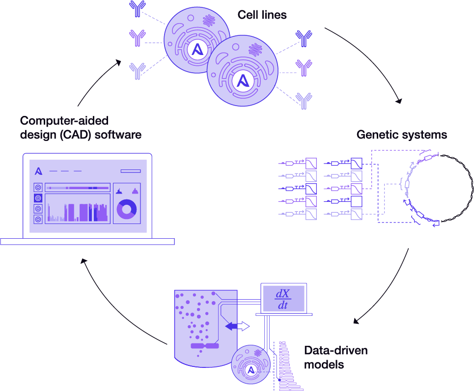 Asimov CHO Edge Cycle Diagram